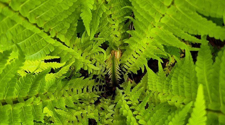 Mut hat viele Formen. Dieser Text handelt vom leisen Mut – vom Bleiben, vom inneren Aufrichten, vom Weitergehen ohne Beifall. Eine Einladung, Mut neu zu sehen: nicht als Aufbruch ins Aussen, sondern als Rückkehr zu sich selbst.