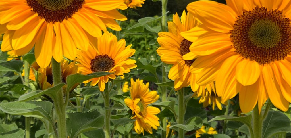 Foto Reife und Vorbereitung - August