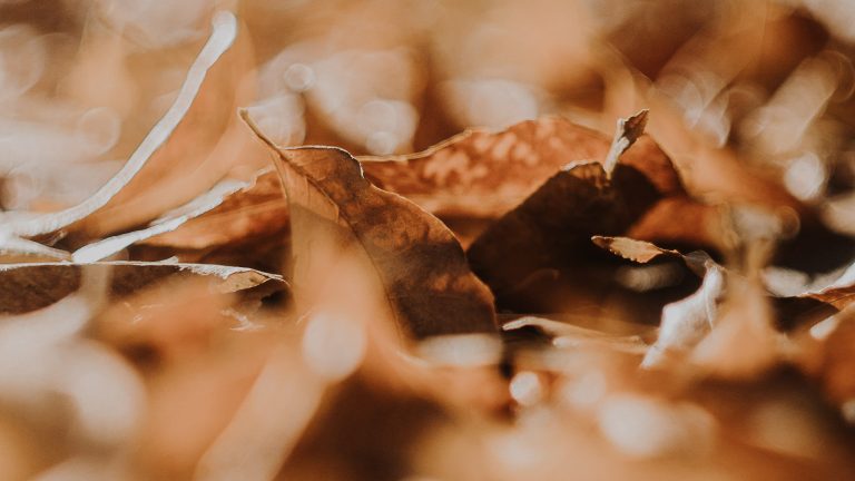 Foto Herbstblätter zu Gedicht